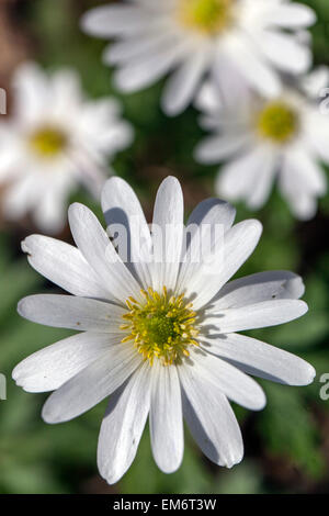 Anemone Blanda „White Plendour“ Blume. Windblume Weiße Blumen Stockfoto