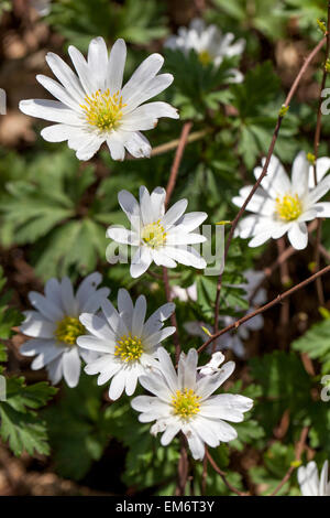 Anemone Blanda Blume. Windflower Stockfoto