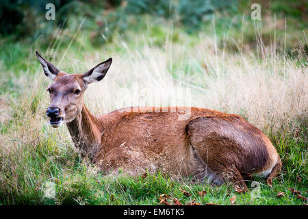 Hind oder das weibliche Rotwild in freier Wildbahn.   Die Hirschkuh ruht in der Mitte der Bush. The Cervus Elaphus, bekannt als Red deer Stockfoto