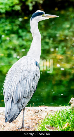 Reiher sind mittelgroß bis groß dimensionierte Vögel mit langen Beinen und Hals. Stockfoto