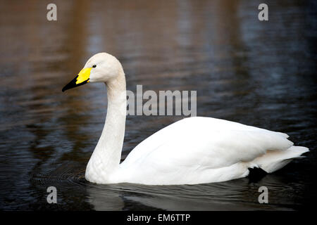 Schöne große weiße Singschwan mit gelben Schnabel, Schwimmen am See in London während der Dämmerung Abenddämmerung. Stockfoto