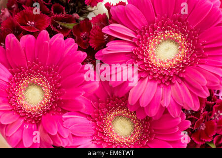 Schöne rote Blumenstrauß aus dem Garten. Die Blütenblätter der Blüte sind frisch und hell, die Honig-Bienen anzieht.  P Stockfoto