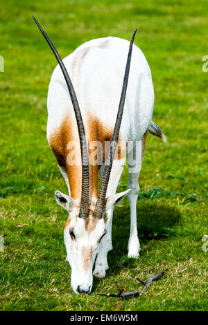 Scimitar-horned Oryx in freier Wildbahn. Diese Spirale-gehörnte Antilope Fell ist weiß mit einem rot-braune Brust und schwarzen Markierungen Stockfoto