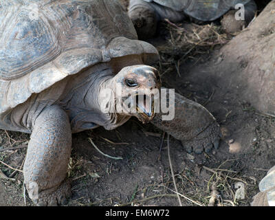 Ile Rodrigues Schildkrötenfarm Geantes Parc François Leguat Mauritius Ocean Indien Stockfoto