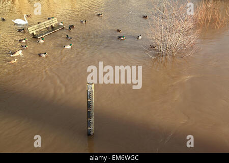 Der Fluss Severn Überschwemmungen bei Bewdley, 2012, Worcestershire, England, Europa Stockfoto