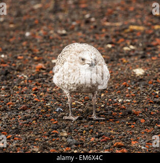 junge Kelp Gull (Larus Dominicanus) am Whalers Bay, Deception Island, Antarktis Stockfoto