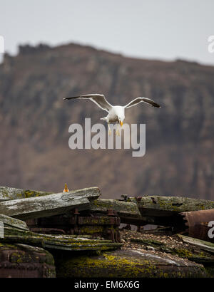 schwebende Kelp Gull Fütterung junger (Larus Dominicanus) am Whalers Bay, Deception Island, Antarktis Stockfoto