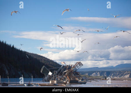 Möwen fliegen über den Fisch-Rädern auf der Copper River in der Nähe von Chitina, Alaska. Stockfoto