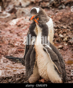 Erwachsenen Gentoo Penguin (Pygoscelis Papua) Fütterung junge Küken, Neko Harbour, Antarktis Stockfoto