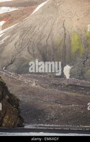 Tausende von Kinnriemen Pinguine auf Deception Island, Antarktis Stockfoto