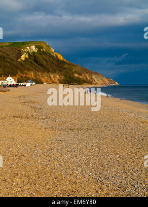 Blick vom Strand von Seaton East Devon England UK Blick nach Osten in Richtung der Undercliffs Nature Reserve Stockfoto