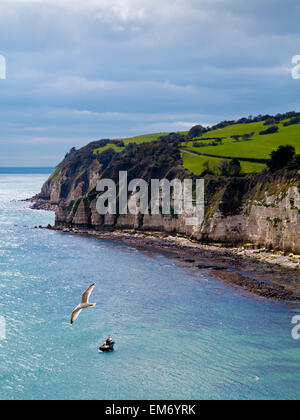 Eine Auffassung von der Landzunge zeigt die Klippen und Bucht bei Bier, Devon England UK mit einer Möwe im Vordergrund Stockfoto