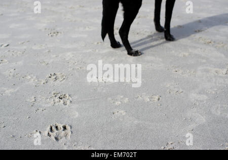 Hund druckt an einem Strand mit Beinen aus schwarzer Labrador im Hintergrund Stockfoto