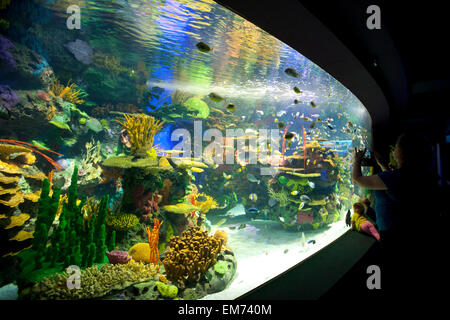 Touristen-Observefish in ein Salzwasser-aquarium Stockfoto