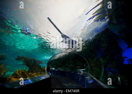 TORONTO-15. September 2014: Das Aquarium in Ripley es Aquarium Kanada sich am Fuß des CN Tower in Toronto, hält mehr Stockfoto