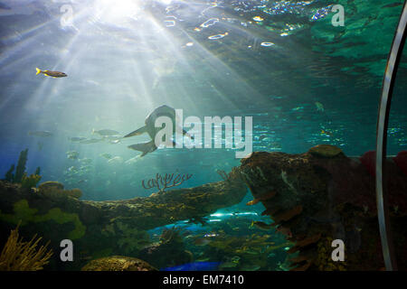 TORONTO-15. September 2014: Haifischbecken bei Ripley es Aquarium Kanada sich am Fuß des CN Tower in Toronto. Stockfoto