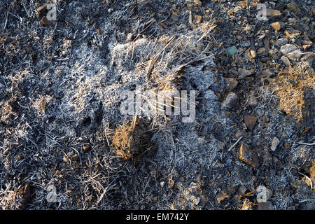 verbranntem Rasen auf dem Boden als Hintergrund Stockfoto