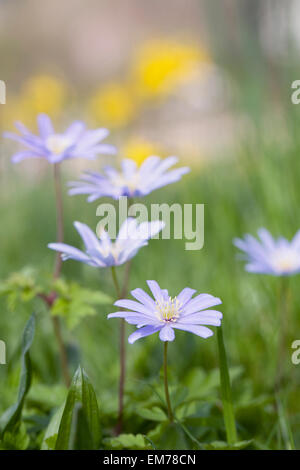 Anemone Blanda wächst in einer Frühlingswiese. Stockfoto