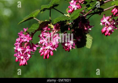 Ribes Sanguineum, Johannisbeere Stockfoto