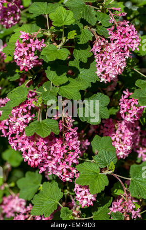 Ribes Sanguineum, Johannisbeere Stockfoto