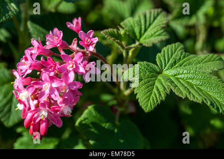 Ribes Sanguineum, Johannisbeere Stockfoto