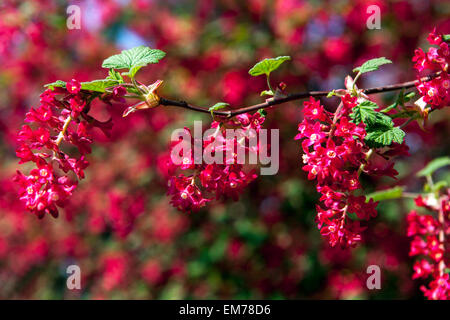 Ribes Sanguineum "Koja" Johannisbeere Stockfoto