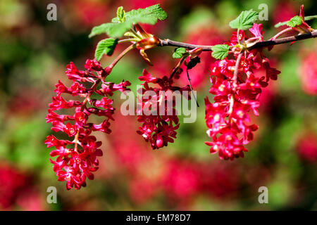 Ribes Sanguineum "Koja" Johannisbeere Stockfoto