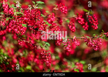 Ribes sanguineum 'koja'-Currant, sgrub rote Blumen Stockfoto