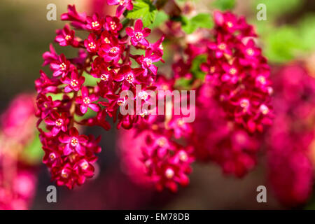 Ribes Sanguineum "Koja" Johannisbeere Stockfoto