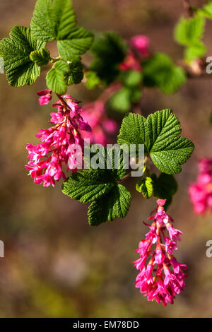 Ribes sanguineum 'koja' kräuselder Strauch rote Blumen Stockfoto