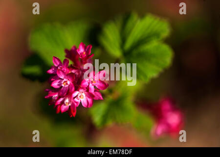 Ribes Sanguineum "Koja" Johannisbeere Stockfoto