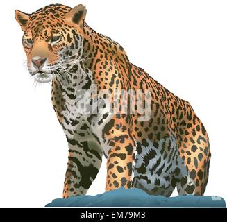 Leopard Stock Vektor
