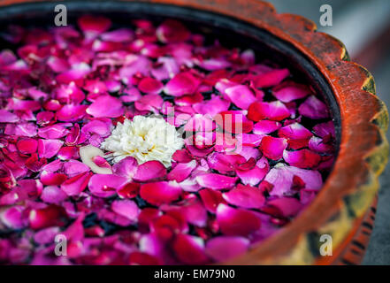 Weiße Blüte mit roten Rosenblättern in der Schüssel im Wellness-Salon Stockfoto