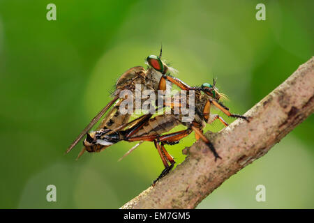 Manado, Indonesien. 23. März 2013. Die Räuber-Fly Asilidae sind Familie, auch als Attentäter fliegen Paarung. Die 17.000 Inseln, die die Nation Indonesien umfassen erstrecken sich mehr als 3.000 Meilen entlang des Äquators, Brücke zwischen Asien und Australasien mit irrsinnig 250.000 Arten von Insekten. Indonesien an der Spitze der weltweiten Charts für "Endemismus" oder die Anzahl der Arten finden Sie hier und nirgendwo sonst auf der Welt. © Bobby Worotikan/Pacific Press/Alamy Live-Nachrichten Stockfoto