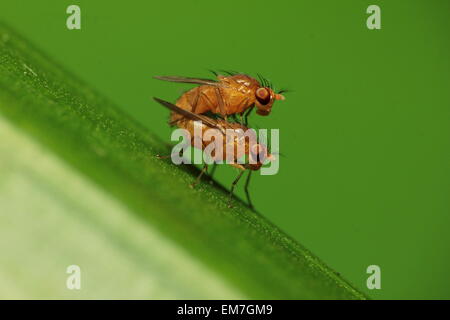 Manado, Indonesien. 26. Mai 2013. Ein paar Fruchtfliegen oder Drosophila sp Paarung zu tun. Die 17.000 Inseln, die die Nation Indonesien umfassen erstrecken sich mehr als 3.000 Meilen entlang des Äquators, Brücke zwischen Asien und Australasien mit irrsinnig 250.000 Arten von Insekten. Indonesien an der Spitze der weltweiten Charts für "Endemismus" oder die Anzahl der Arten finden Sie hier und nirgendwo sonst auf der Welt. © Joppy Mudeng/Pacific Press/Alamy Live-Nachrichten Stockfoto