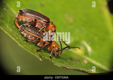 Manado, Indonesien. 12. August 2012. Ein paar Fruchtfliegen oder Drosophila sp Paarung zu tun. Die 17.000 Inseln, die die Nation Indonesien umfassen erstrecken sich mehr als 3.000 Meilen entlang des Äquators, Brücke zwischen Asien und Australasien mit irrsinnig 250.000 Arten von Insekten. Indonesien an der Spitze der weltweiten Charts für "Endemismus" oder die Anzahl der Arten finden Sie hier und nirgendwo sonst auf der Welt. © Joppy Mudeng/Pacific Press/Alamy Live-Nachrichten Stockfoto