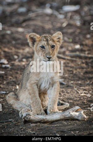 Asiatische Löwe (Panthera Leo Persica) Cub mit einer Tierknochen, Gir Interpretation Zone oder Devalia-Safari-Park Stockfoto