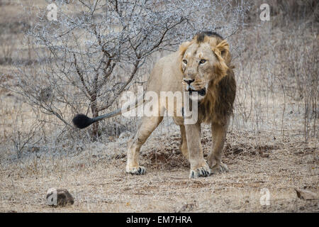 Asiatische Löwe (Panthera Leo Persica), Männlich, Kennzeichnung einen Strauch, Gir Interpretation Zone oder Devalia-Safari-Park Stockfoto