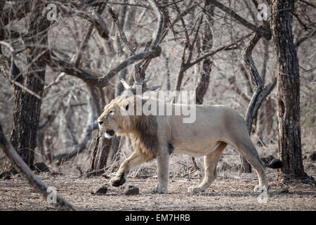 Asiatische Löwe (Panthera Leo Persica), Männlich, roaming, Gir Interpretation Zone oder Devalia-Safari-Park, Gir-Forest-Nationalpark Stockfoto