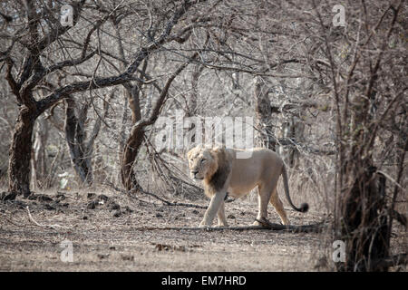 Asiatische Löwe (Panthera Leo Persica), Männlich, roaming, Gir Interpretation Zone oder Devalia-Safari-Park, Gir-Forest-Nationalpark Stockfoto