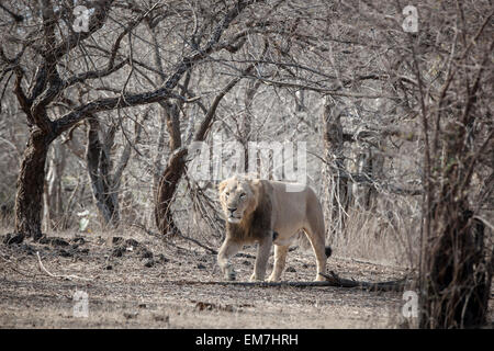 Asiatische Löwe (Panthera Leo Persica), Männlich, roaming, Gir Interpretation Zone oder Devalia-Safari-Park, Gir-Forest-Nationalpark Stockfoto