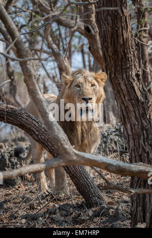 Asiatische Löwe (Panthera Leo Persica), Männlich, roaming, Gir Interpretation Zone oder Devalia-Safari-Park, Gir-Forest-Nationalpark Stockfoto