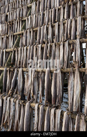 Kabeljau hing zum Trocknen, Svolvær, Vågan, Lofoten, Norwegen Stockfoto