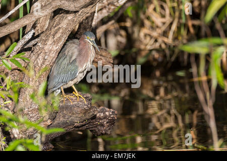 Gekerbter Reiher (Butorides Striata), Florida, Anhinga Trail, Everglades, USA, Nordamerika Stockfoto