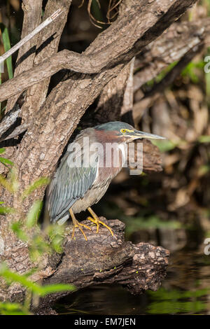 Gekerbter Reiher (Butorides Striata), Florida, Anhinga Trail, Everglades, USA, Nordamerika Stockfoto