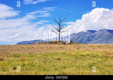 Ein einsamer und blattlosen Baum erhebt sich am Horizont Ödland in einem harten sonnigen Tag Stockfoto