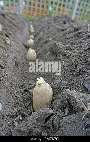 Chitted Kartoffeln gepflanzt in eine Furche Stockfoto