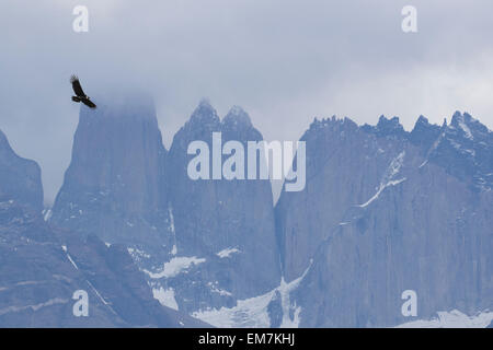 Andenkondor, Vultur gryphus, Torres del Paine, Patagonien, Chile. Familie Cathartidae Stockfoto