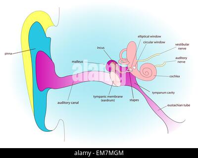 Ohr-Anatomie Stock Vektor