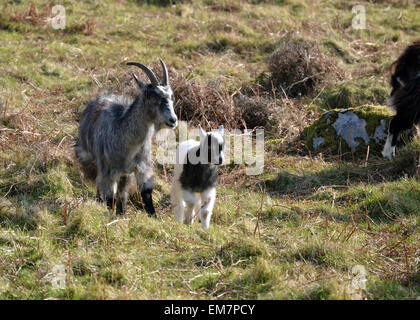 Ziegen Kid Ziege Lynton Exmoor trockenen Tal des Tal der Felsen - Ziegen Stockfoto